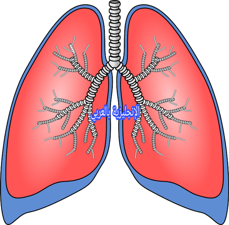 الجهاز التنفسي للإنسان بالإنجليزي والعربي