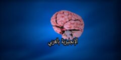 الجهاز العصبي بالإنجليزي والعربي