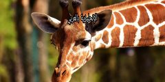 مقال حول الزرافة بالإنجليزي والعربي