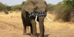 مقال حول الفيل بالإنجليزية
