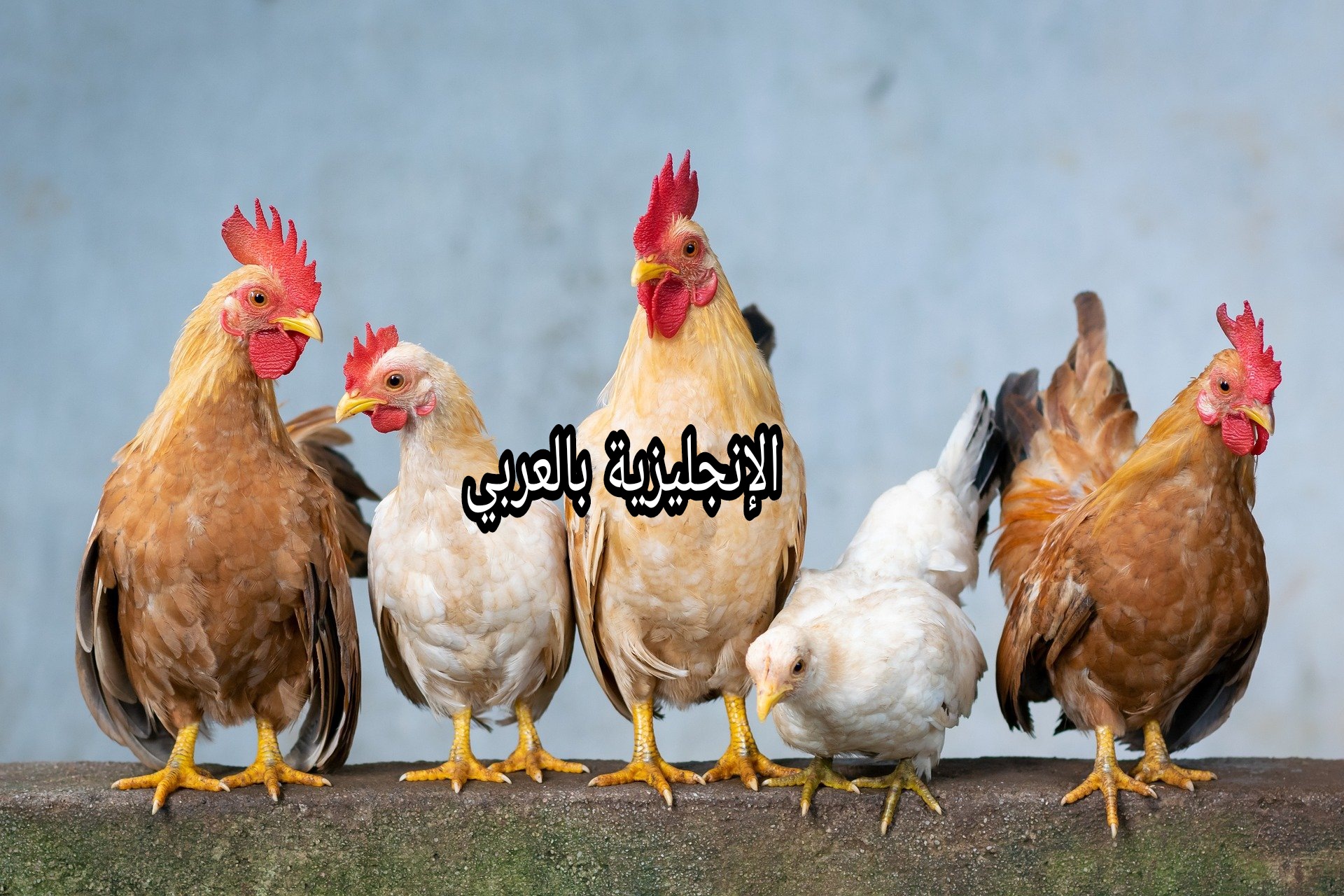 يعطى موعد مهم رصاصة  برجراف أو تعبير عن الدجاجة بالإنجليزي والعربي - الإنجليزية بالعربي