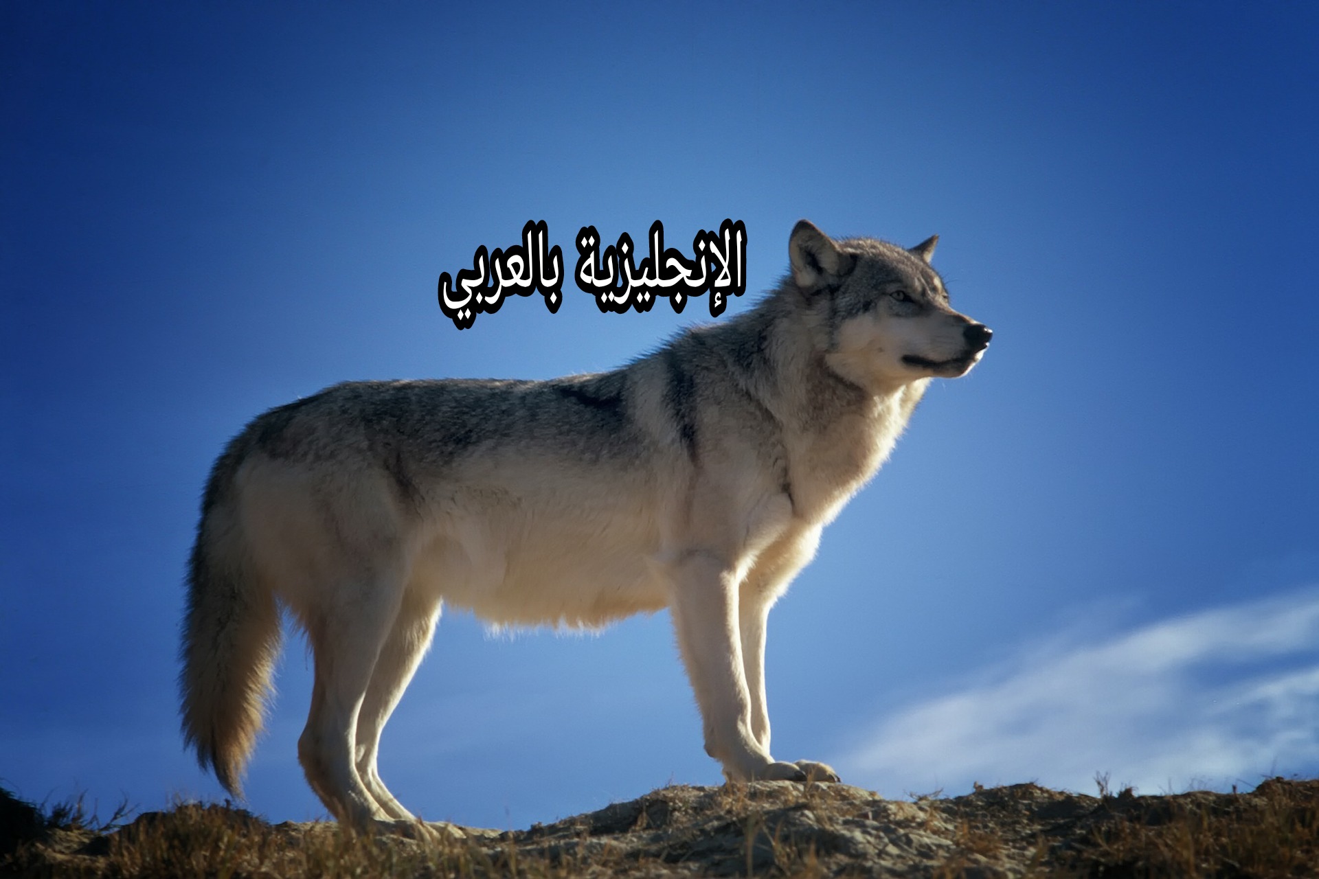 بحث حول الذئب بالإنجليزي