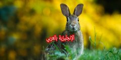 مقال عن الأرنب بالإنجليزي