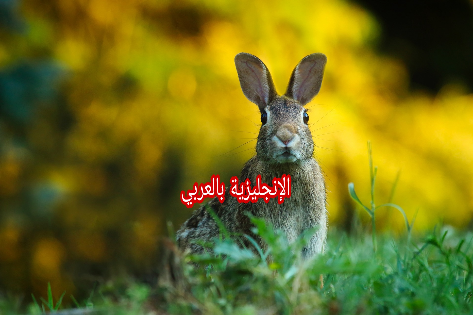 مقال عن الأرنب بالإنجليزي