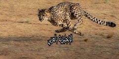 موضوع عن الفهود بالإنجليزي والعربي