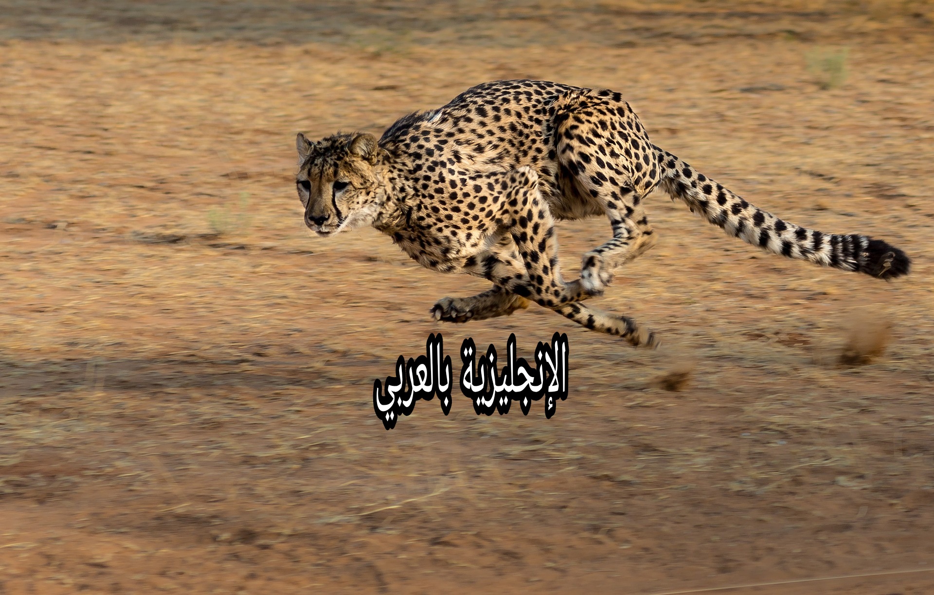موضوع عن الفهود بالإنجليزي والعربي