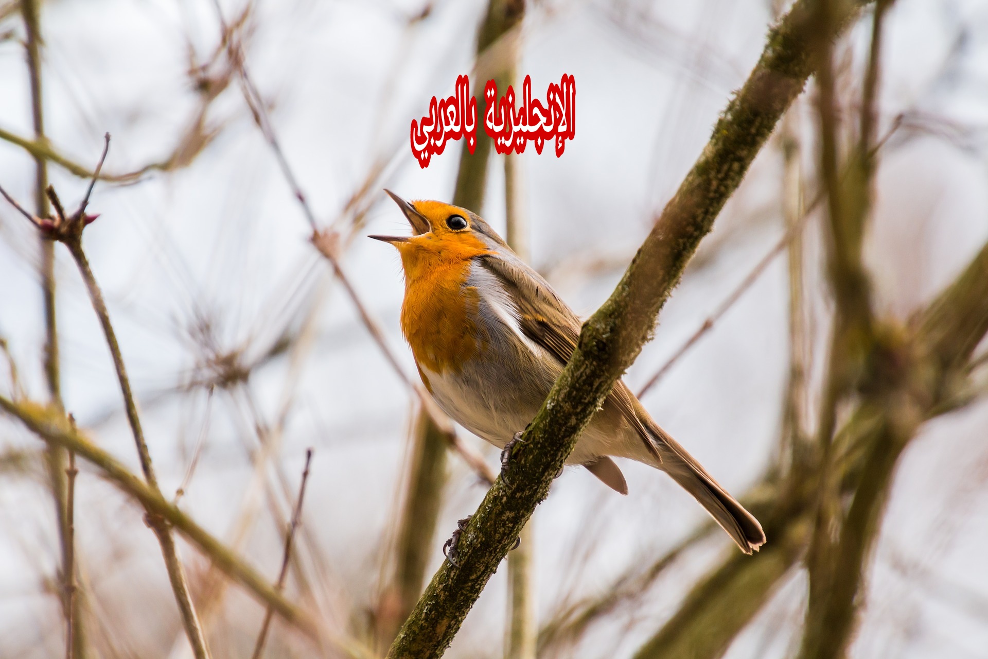 مقال عن طائر أبو الحناء بالإنجليزية