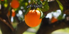 موضوع عن شجرة البرتقال بالإنجليزي