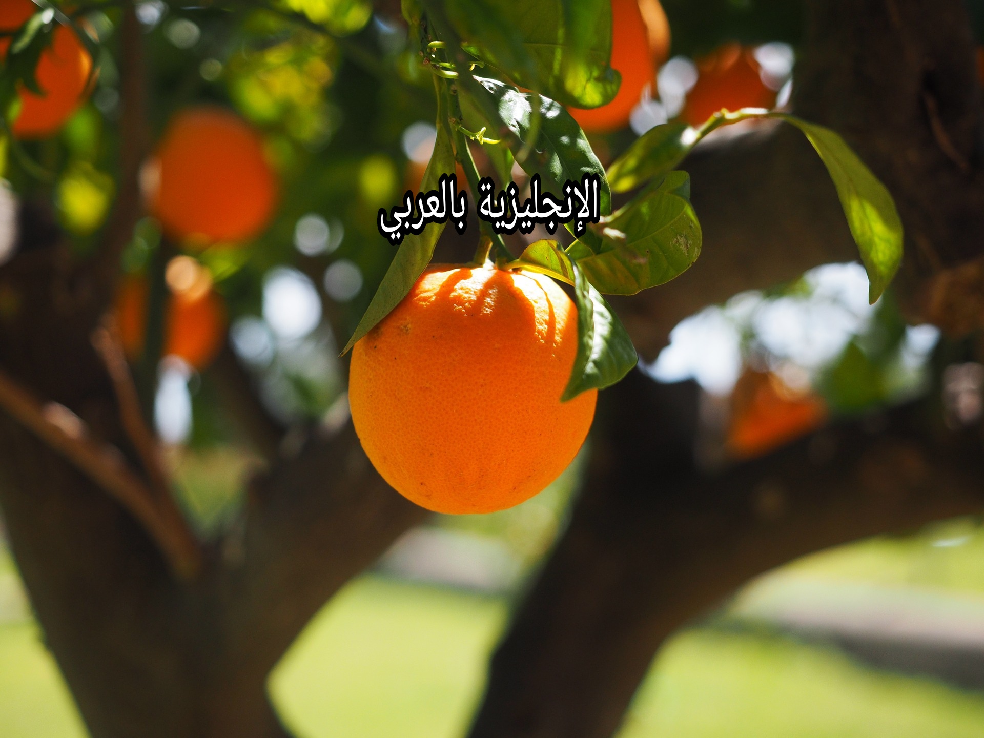 موضوع عن شجرة البرتقال بالإنجليزي