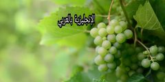 مقال عن شجرة العنب بالإنجليزي والعربي