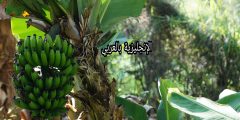 مقال عن شجرة الموز بالإنجليزي والعربي