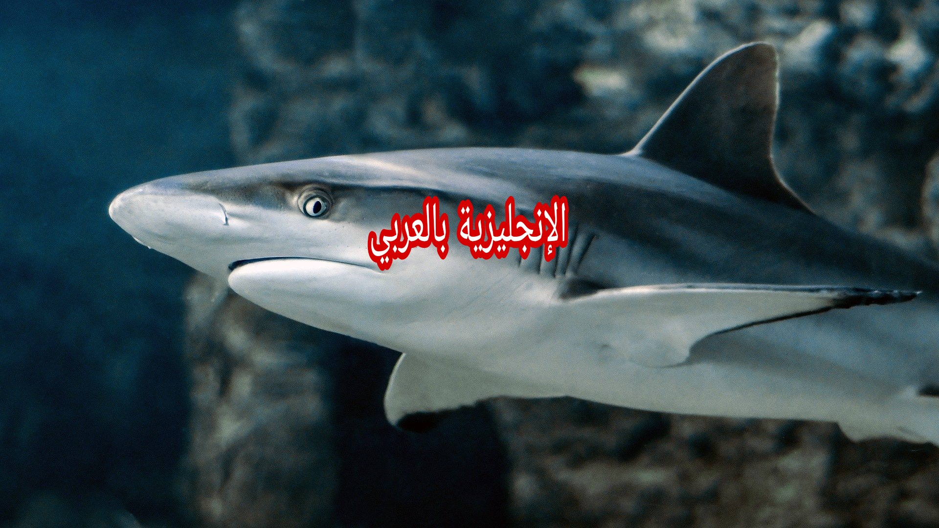 مقال حول القرش بالإنجليزي