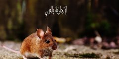 مقال حول الفأر بالإنجليزي