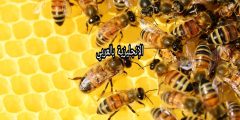 مقال حول النحل بالإنجليزي والعربي