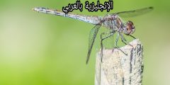 مقال عن البعوض بالإنجليزي والعربي