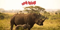 تعبير أو برجراف عن وحيد القرن بالإنجليزي والعربي