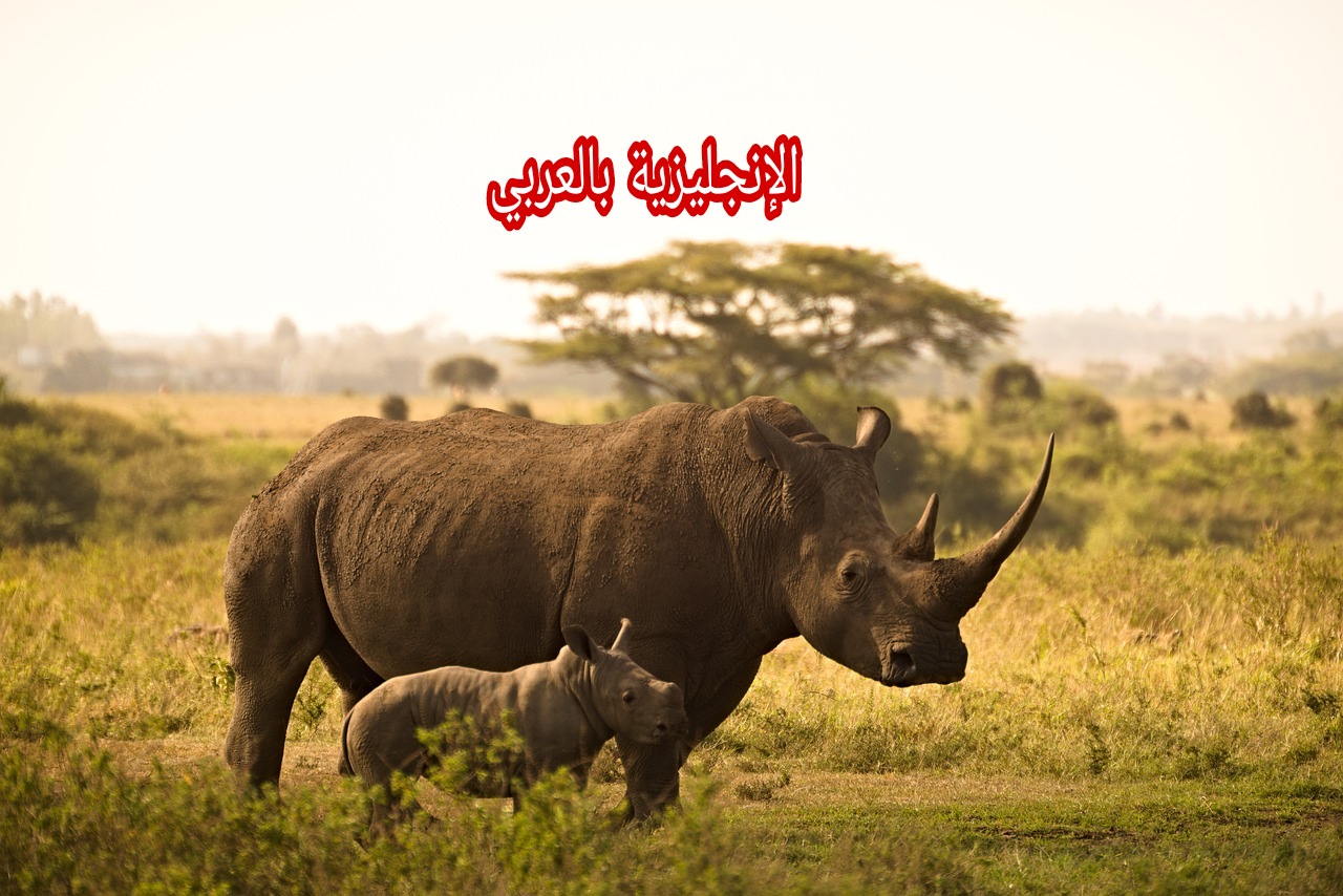 مقال عن وحيد القرن بالإنجليزي