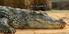 مقال حول التمساح بالإنجليزي والعربي