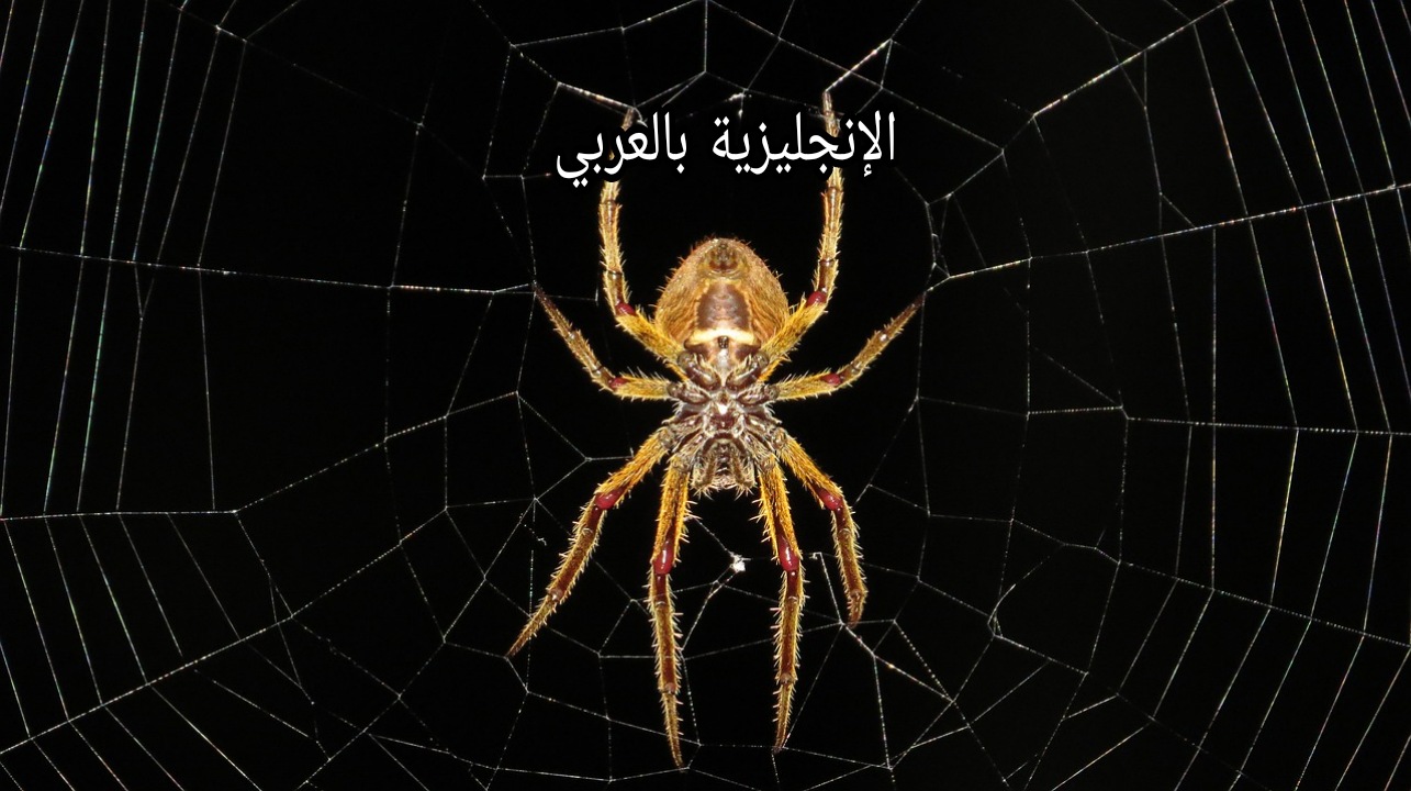 مقال عن العنكبوت بالإنجليزي والعربي