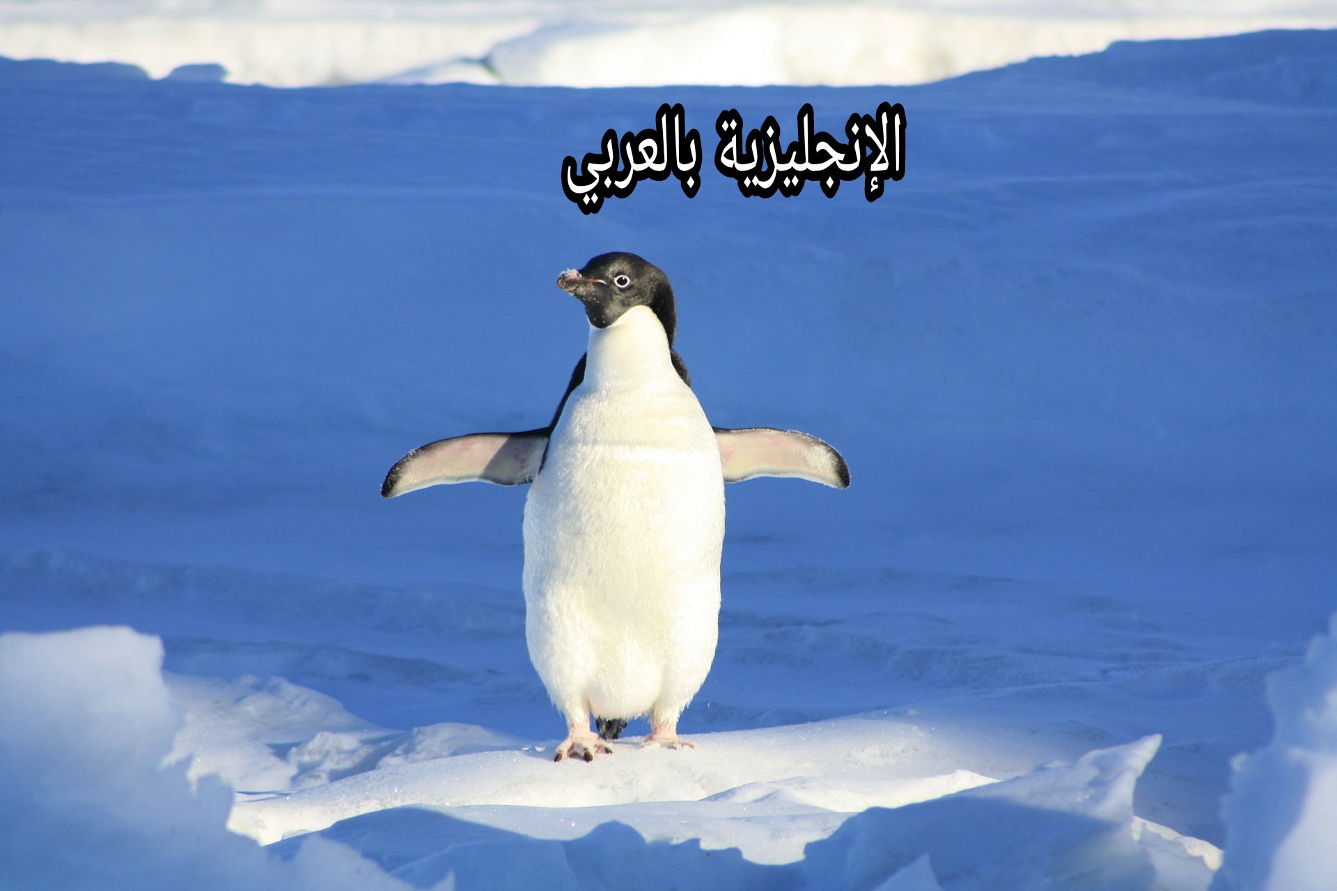 مقال عن البطريق بالإنجليزي والعربي
