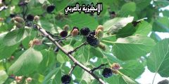 تعبير أو برجراف عن شجرة التوت بالإنجليزي والعربي