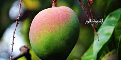 تعبير أو برجراف عن شجرة المانغا بالإنجليزي والعربي