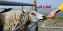 تعبير أو برجراف عن رعي الغنم بالانجليزي مترجم للعربي